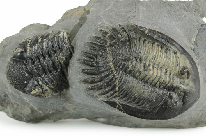 Multi-Toned Mrakibina Trilobite with Morocops - Mrakib, Morocco #353043
